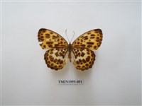 藏品(白裳貓蛺蝶)的圖片